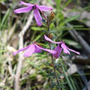 Image of Tetratheca bauerifolia F. Müll.