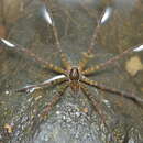 Dolomedes neocaledonicus Berland 1924 resmi