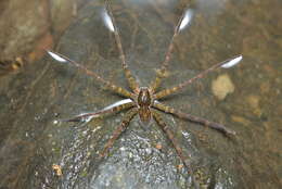 صورة Dolomedes neocaledonicus Berland 1924