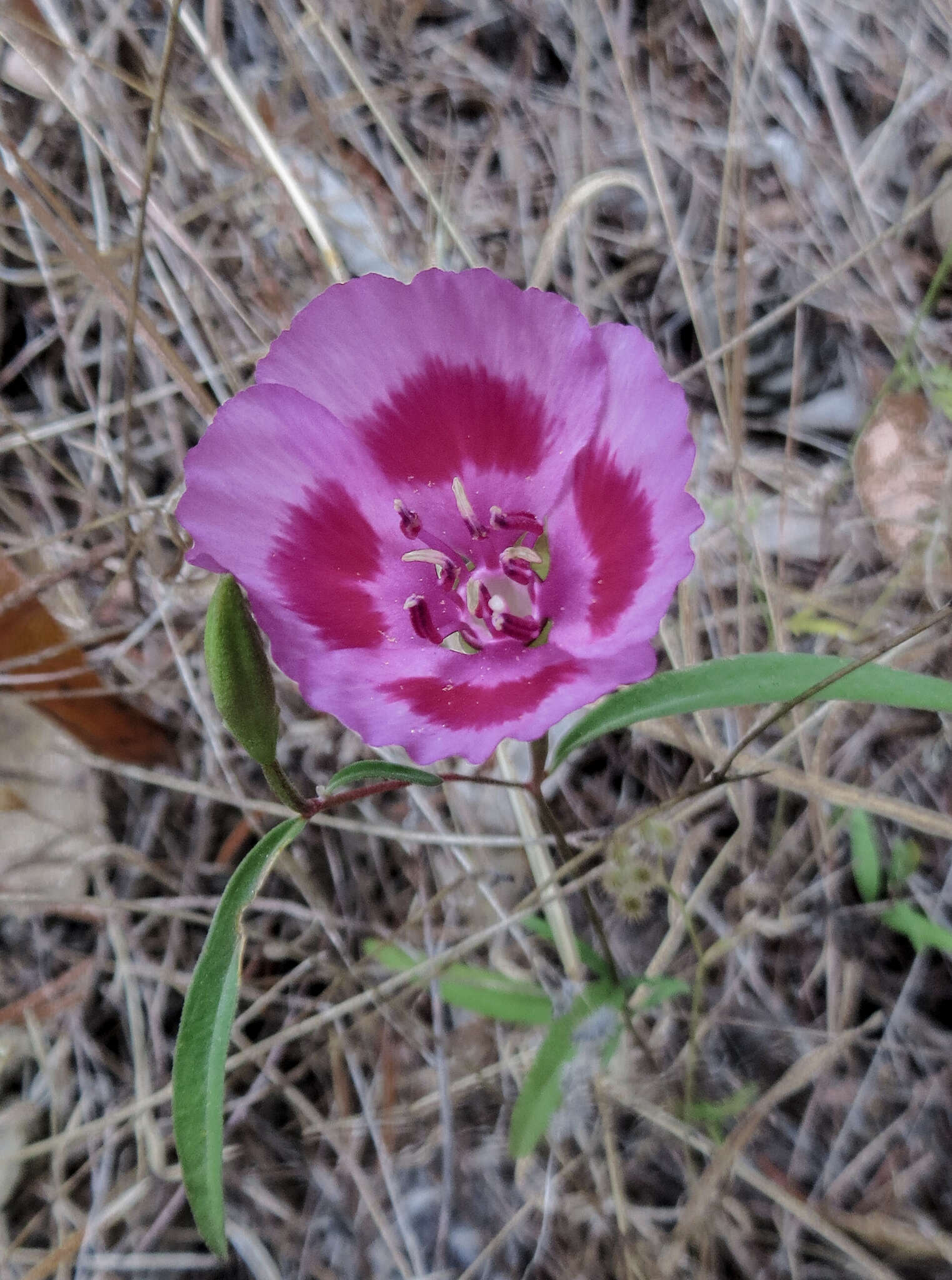 Imagem de Clarkia gracilis subsp. sonomensis (C. L. Bitchc.) F. H. Lewis & M. E. Lewis