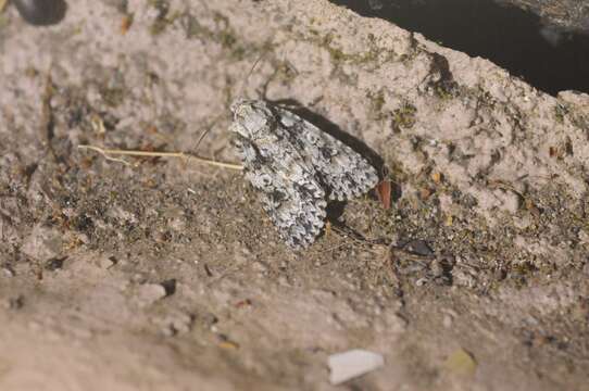 Image of Marble Dagger Moth