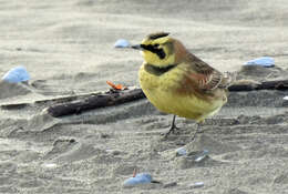 صورة Eremophila alpestris strigata (Henshaw 1884)