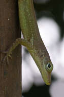 Image of Leopard Anole