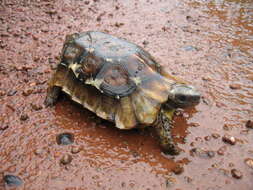 Image of Home's Hinge-back Tortoise