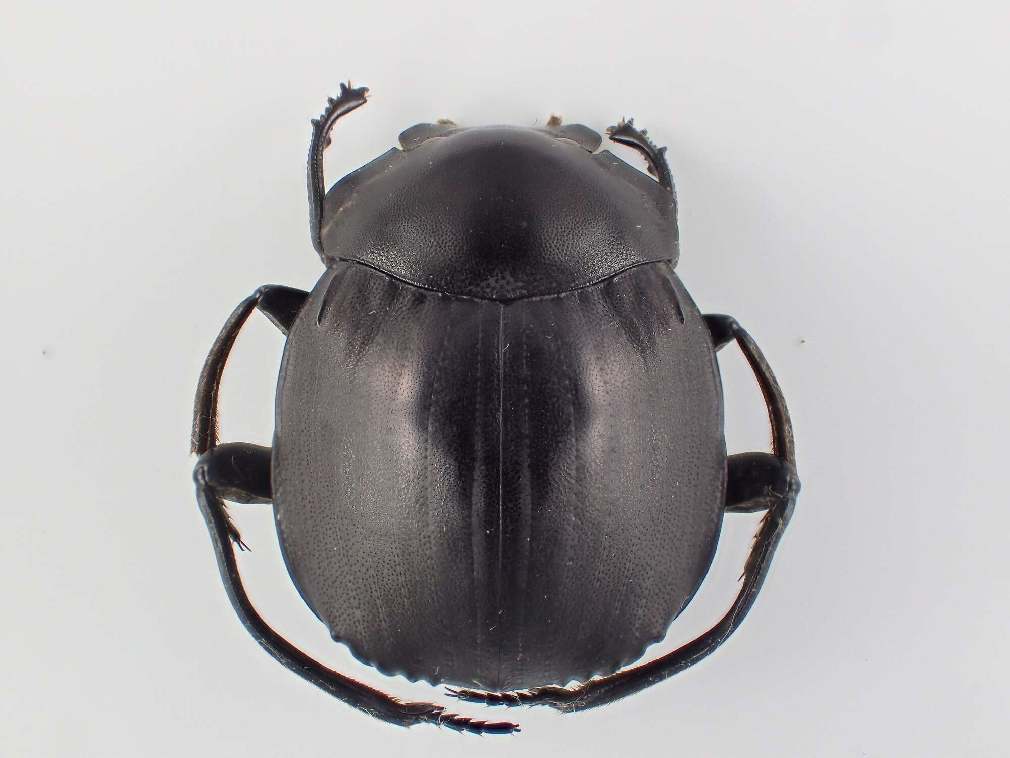 Image of Deltochilum (Hybomidium) carrilloi