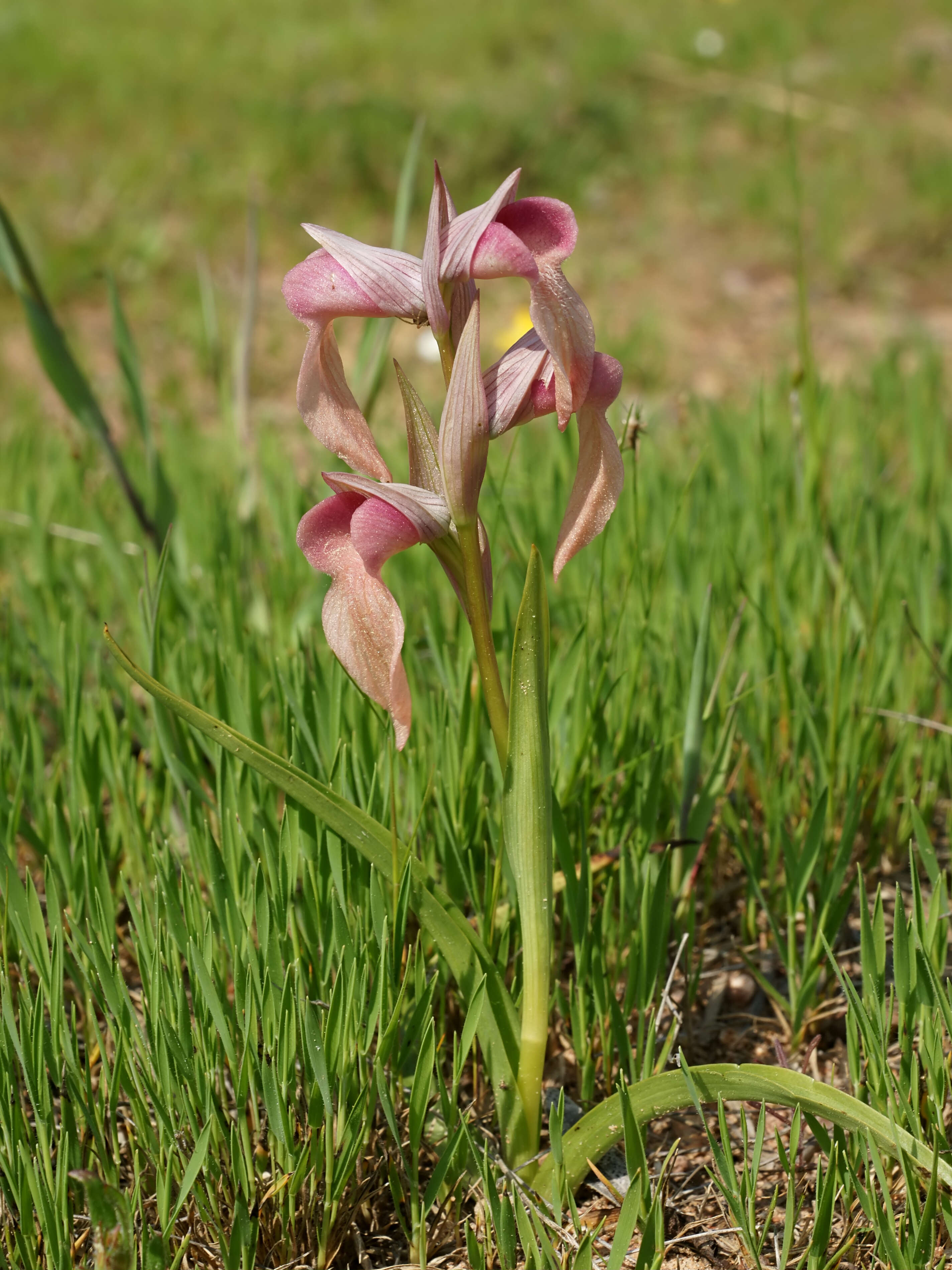 Image of Neglected Serapias