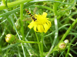 Sphaerophoria scripta (Linnaeus 1758) resmi