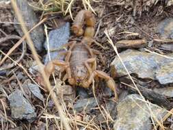 Image of Buthus montanus Lourenço & Vachon 2004