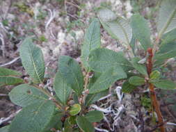 Image of Salix krylovii E. Wolf