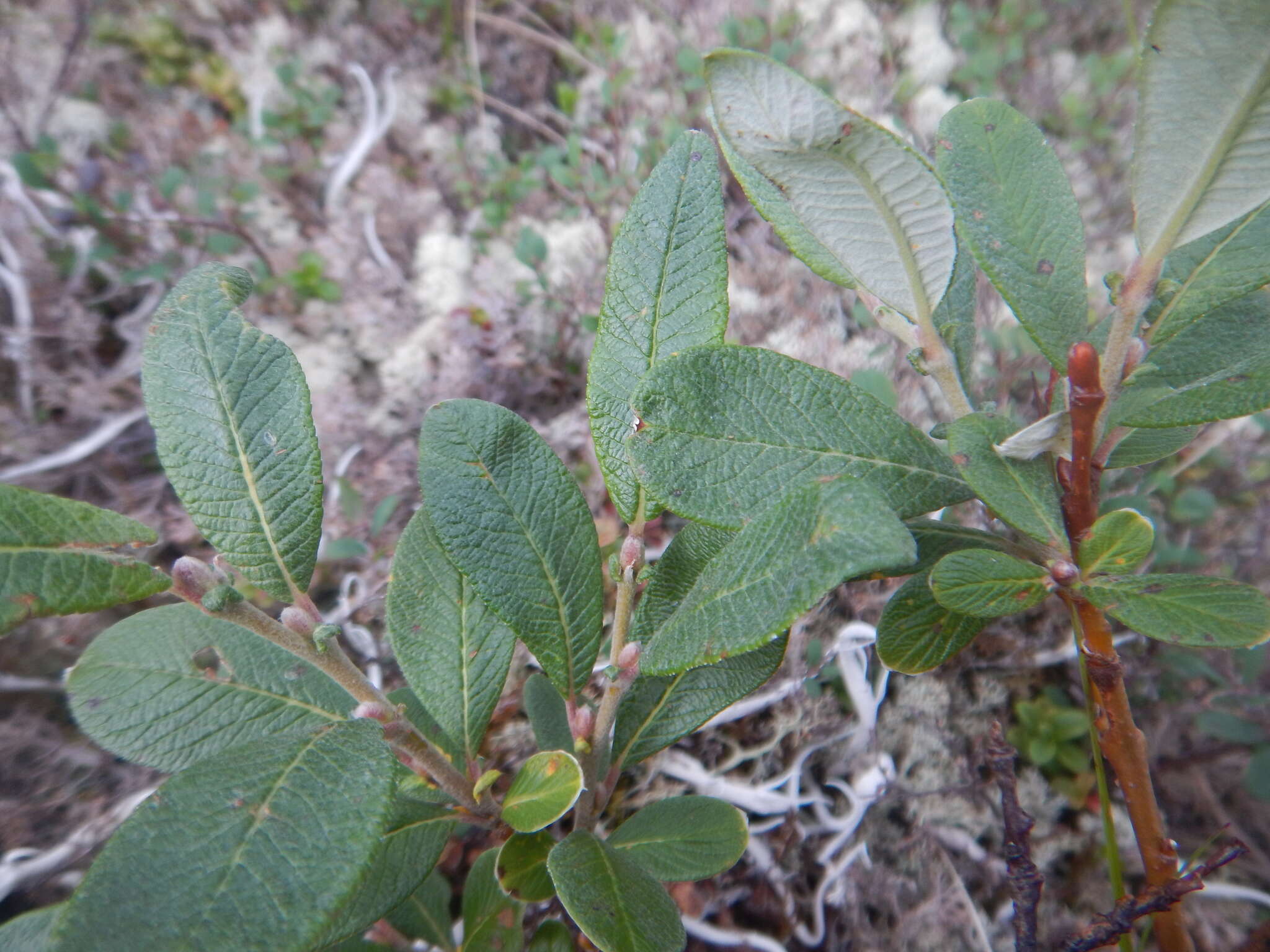 Image de Salix krylovii E. Wolf