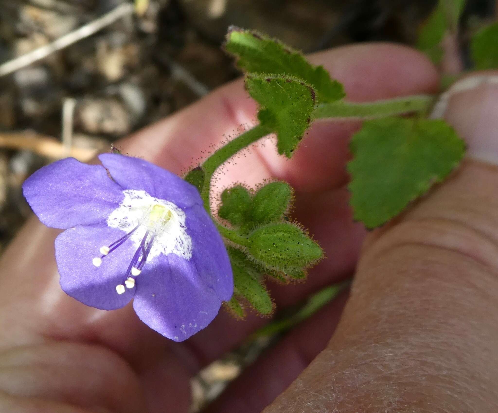 Image of tacky phacelia