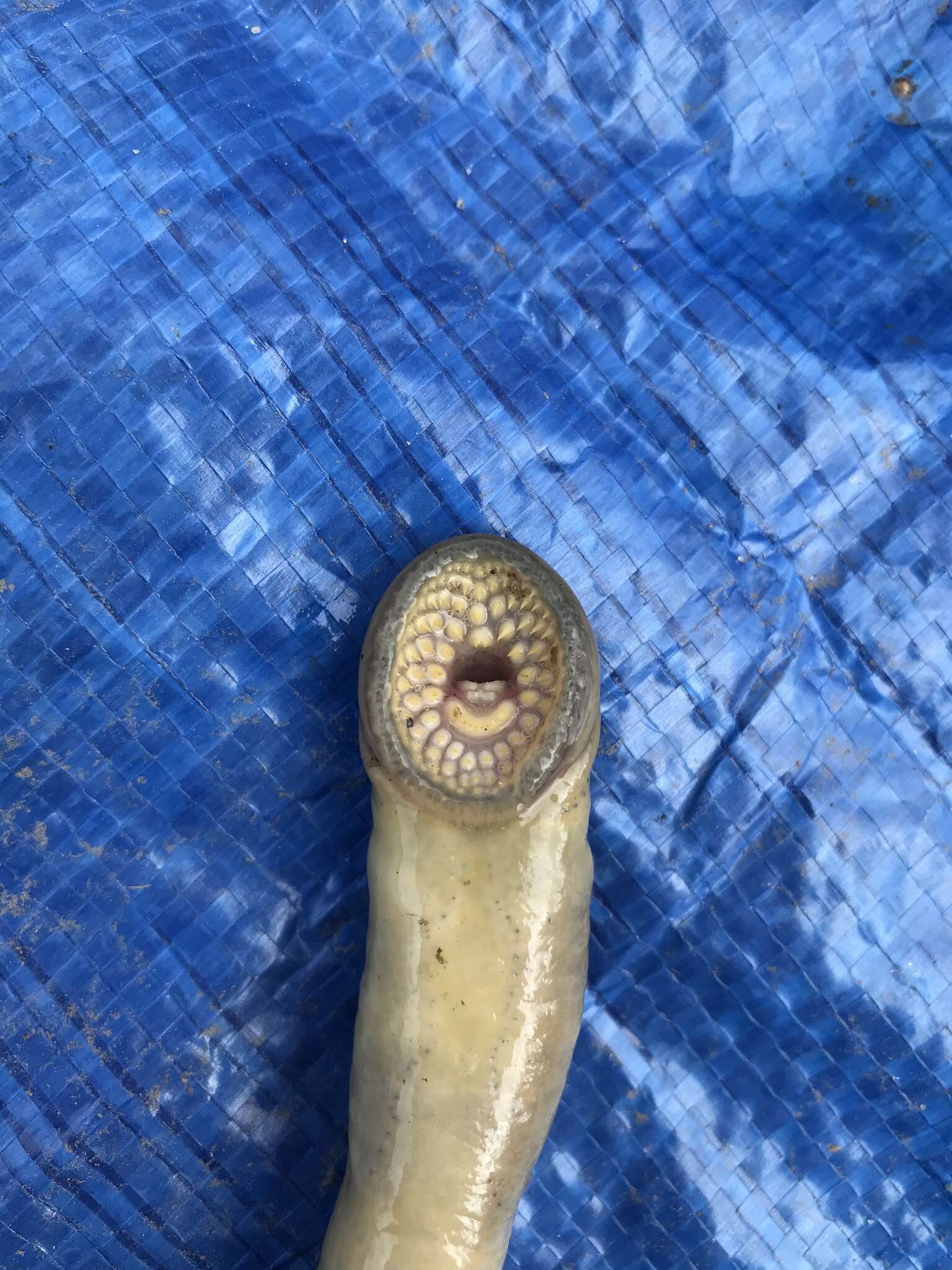 Image of Silver Lamprey