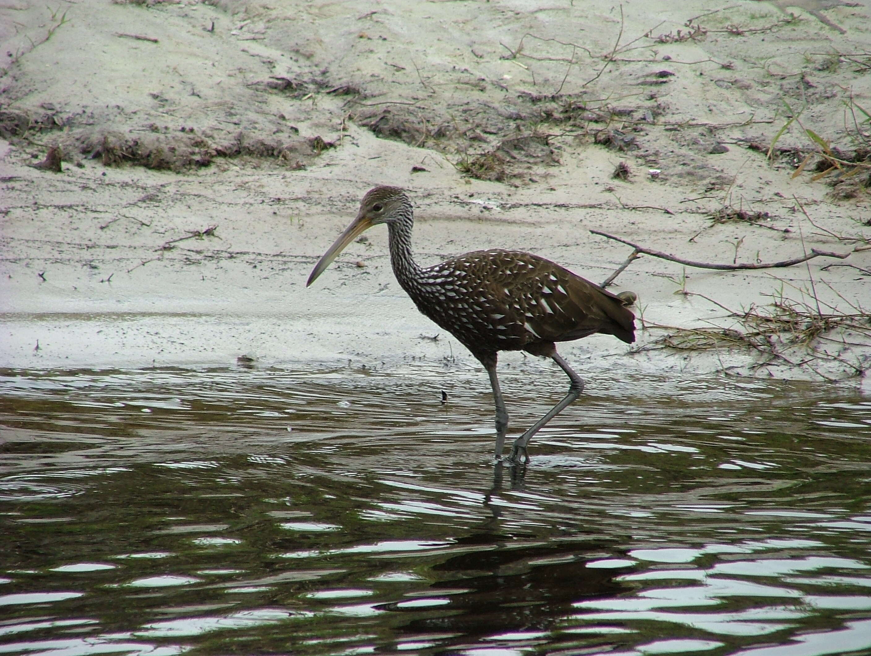 Image of limpkins