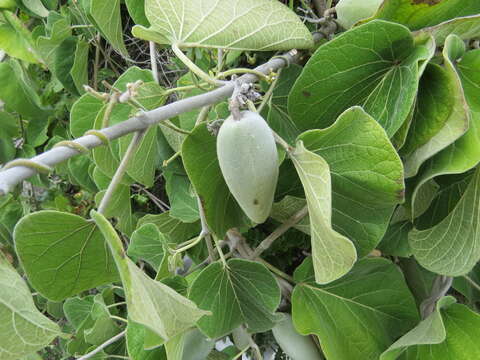 Image of Marsdenia mexicana Decne.