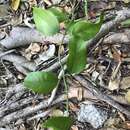 Image of Gold Coast jasmine