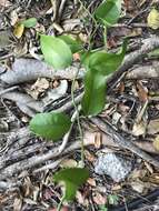 Image of Gold Coast jasmine