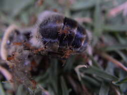 Image of Pheidole parva Mayr 1865