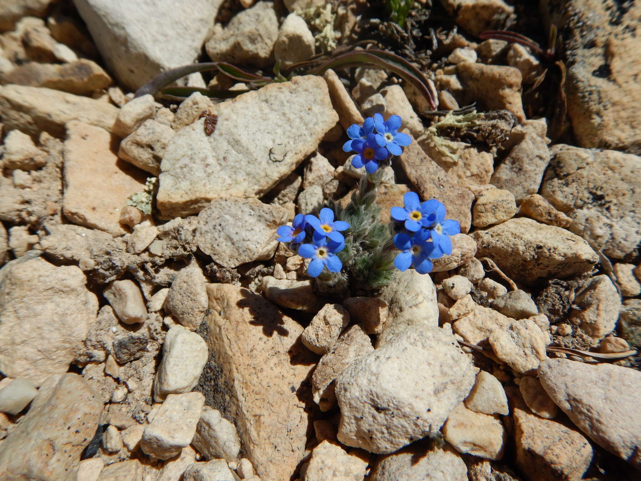 Plancia ëd Eritrichium argenteum W. Wight