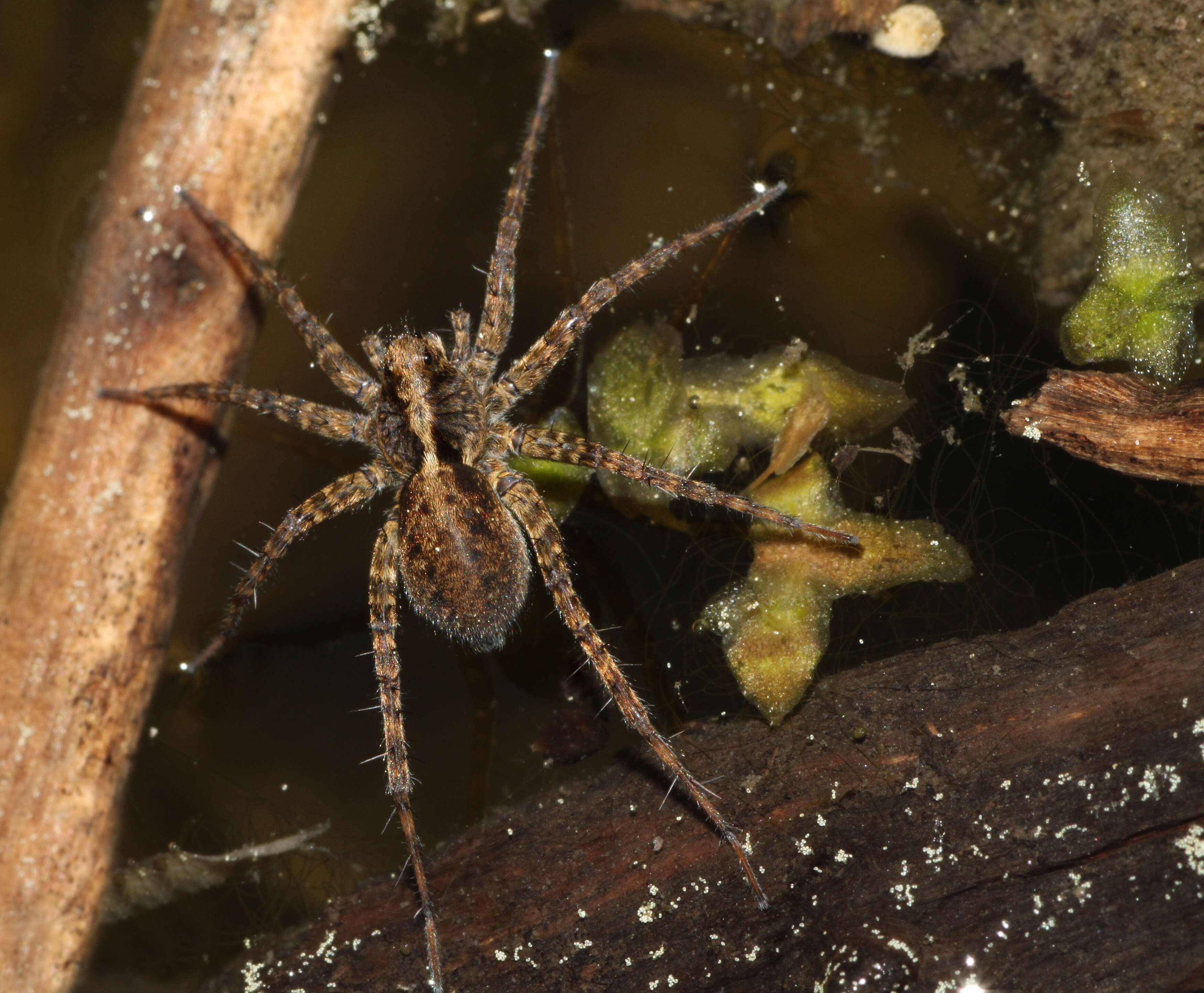 Image of Wolf spider