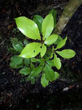 Image of shrub panax