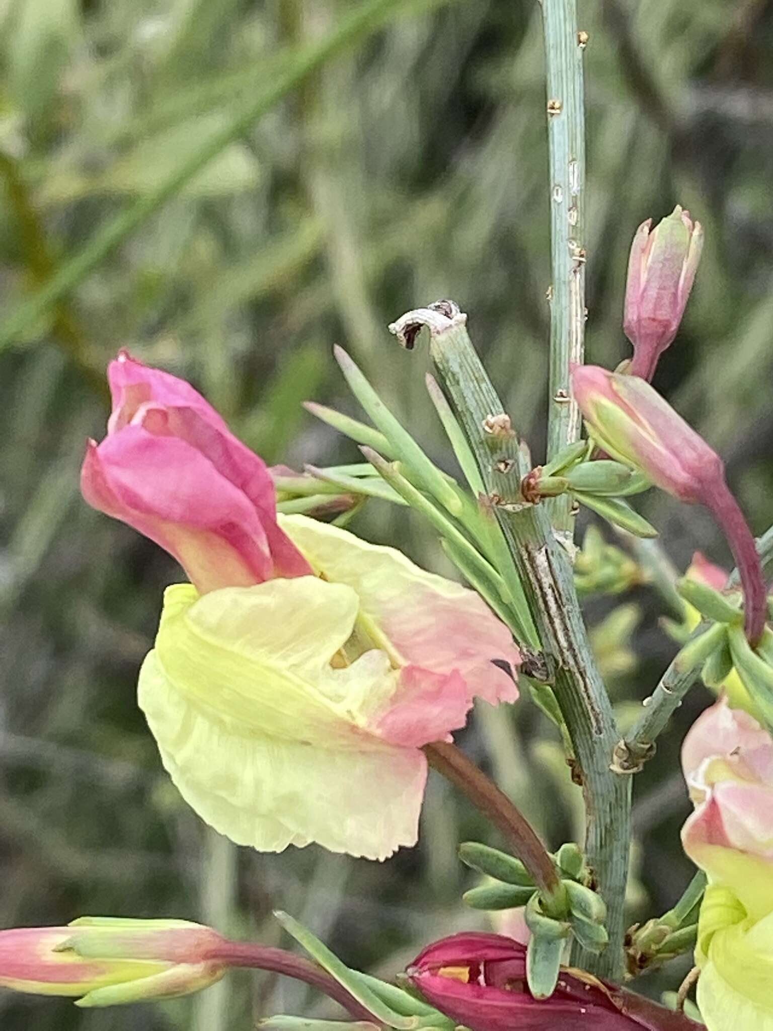 Image of Yellow Leschenaultia