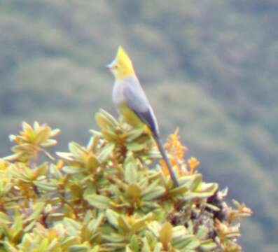 Image of Long-tailed Silky-flycatcher