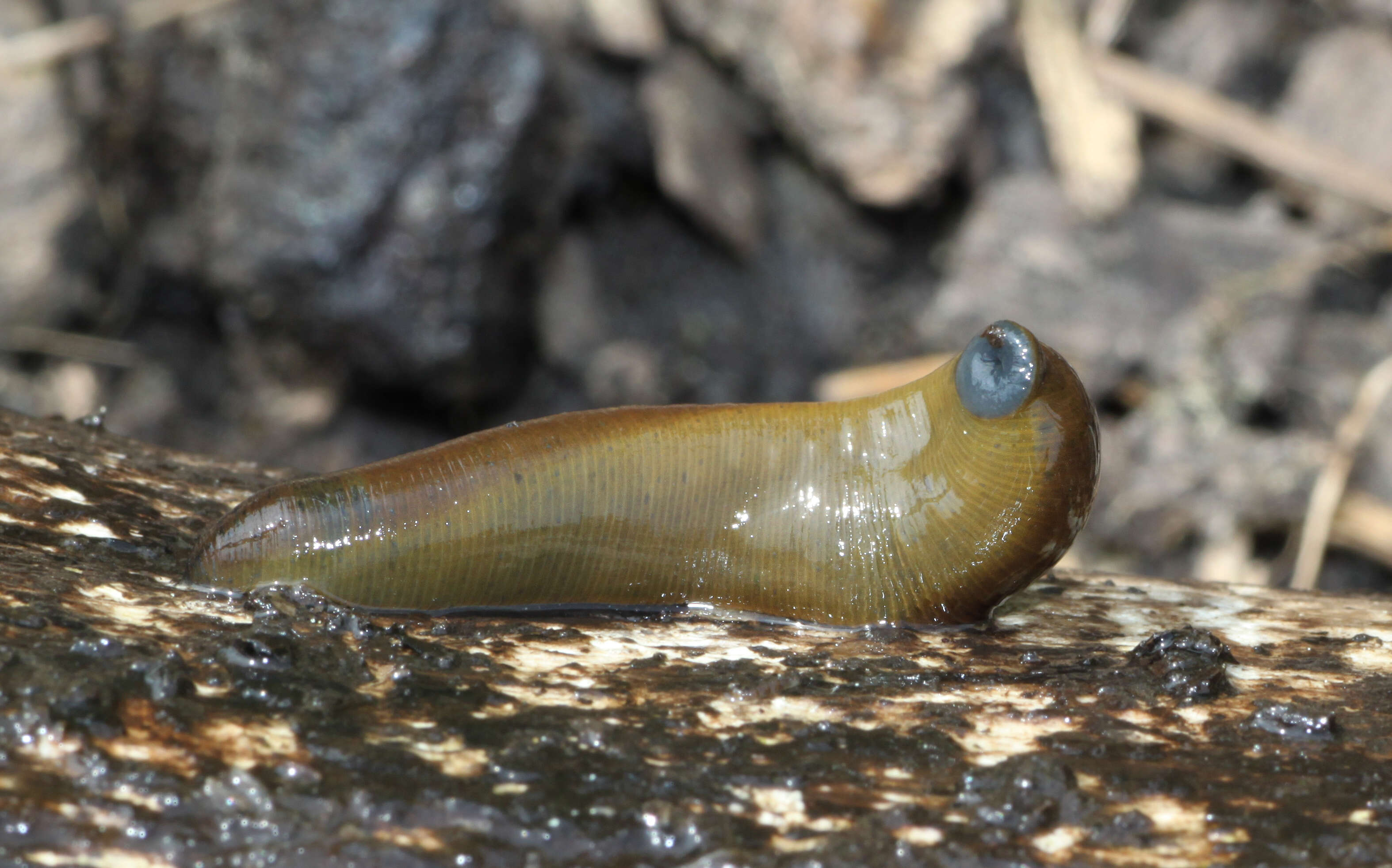 Image of Haemopidae