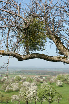 Image of European mistletoe