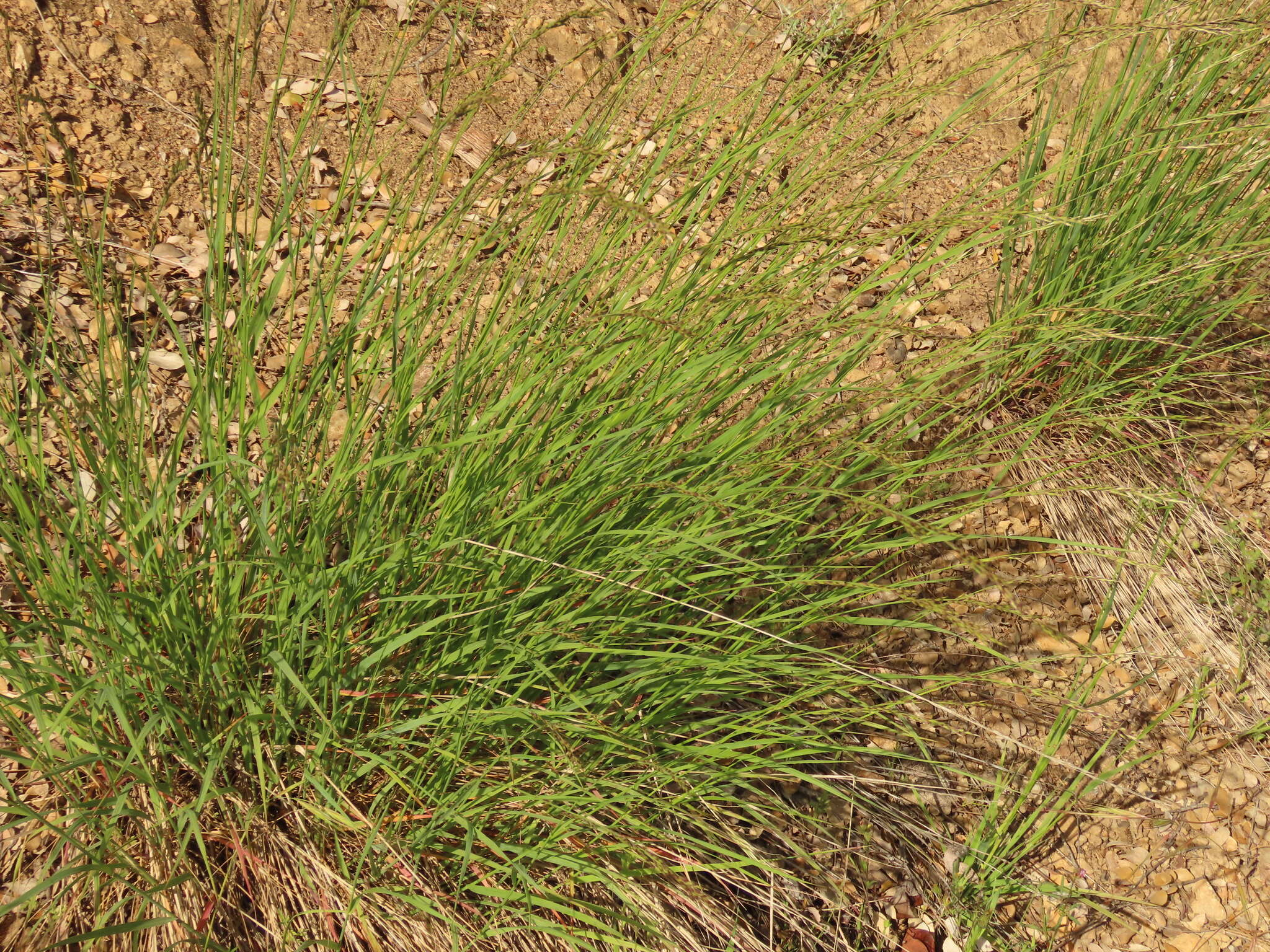 Image of Geyer's oniongrass