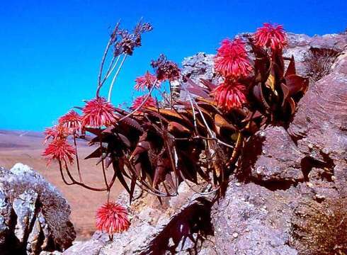 Image of Aloe perfoliata L.