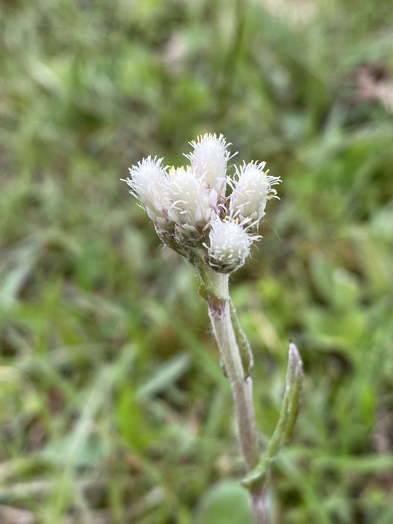 Imagem de Antennaria parlinii subsp. parlinii