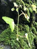 Image of Brazilian Begonia