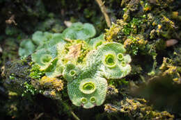 Image of common liverwort