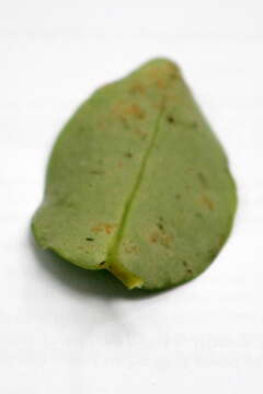 Image of Griselinia littoralis (Raoul) Raoul