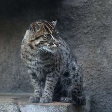 Image de Chat Pêcheur