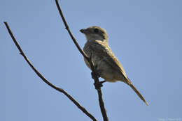 Image of Woodchat Shrike