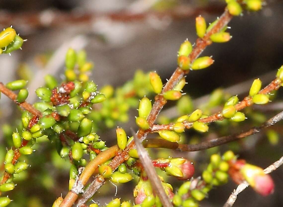 Слика од Erica brachysepala Guthrie & Bolus