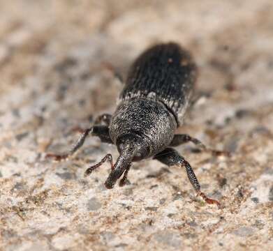 Image of Weevil