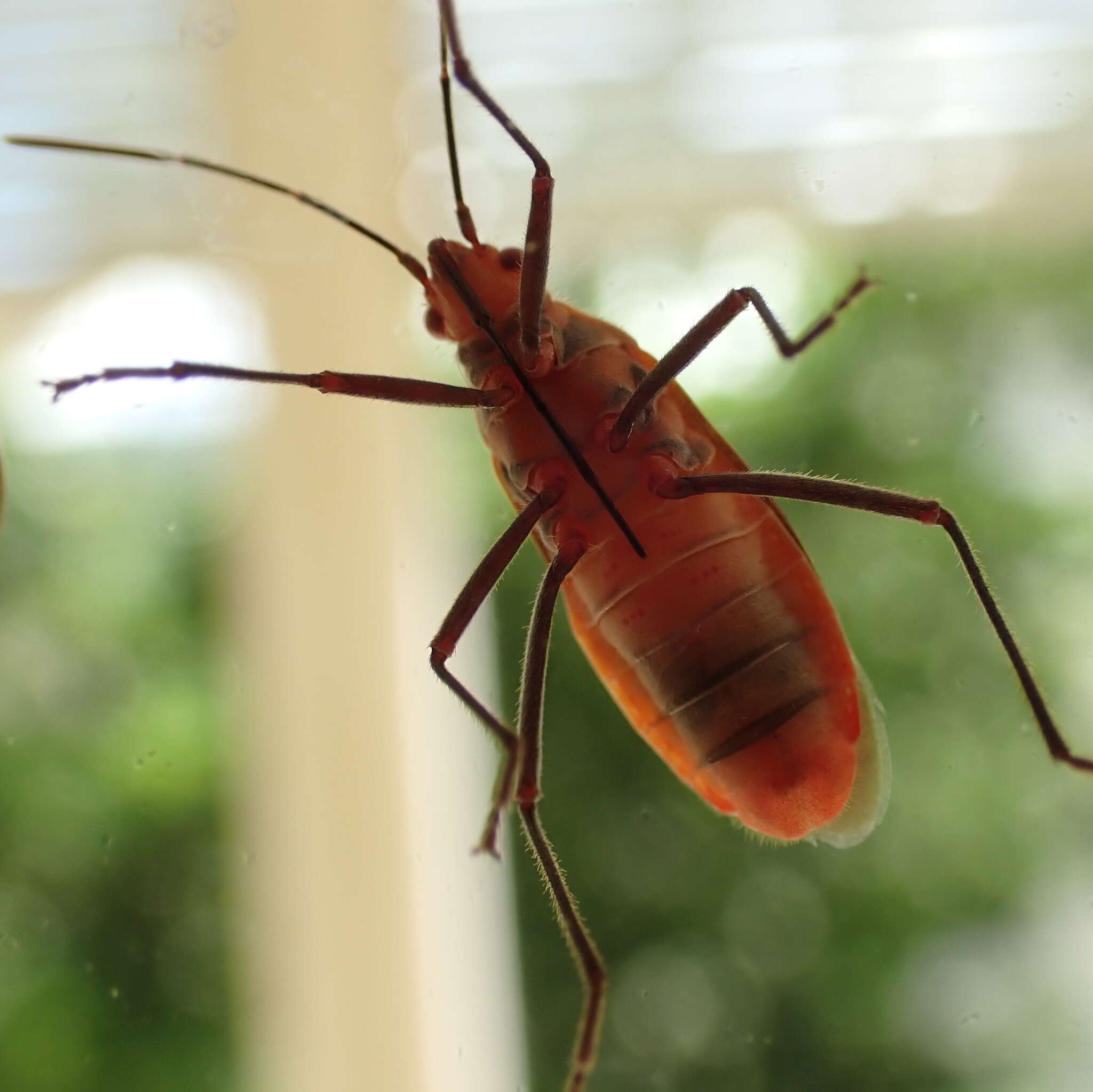 Leptocoris tagalicus Burmeister 1834 resmi