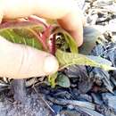 Actinidia chinensis var. hispida C. F. Liang resmi