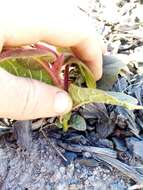 Image de Actinidia chinensis var. hispida C. F. Liang