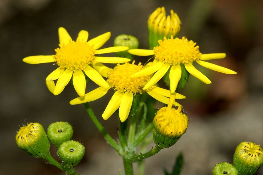 Senecio viscosus L. resmi