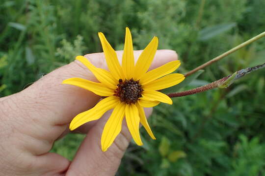 Image of stiff sunflower