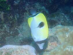 Image of Limespot Butterflyfish