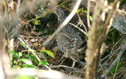 Image of Dusky Grouse