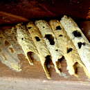 Image of Organ pipe mud dauber