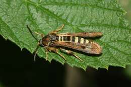 Image of Raspberry Clearwing