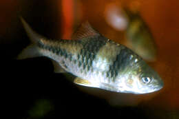 Image of spanner barb