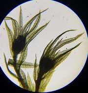 Image of pohlia moss