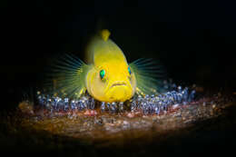 صورة Lubricogobius